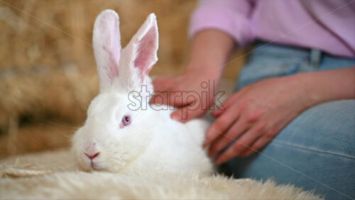 Video - Woman petting a white bunny in the barn near square hay bales, in daylight