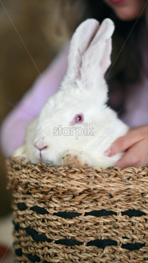 Video - Woman petting a white bunny in the barn near square hay bales, in daylight. Vertical
