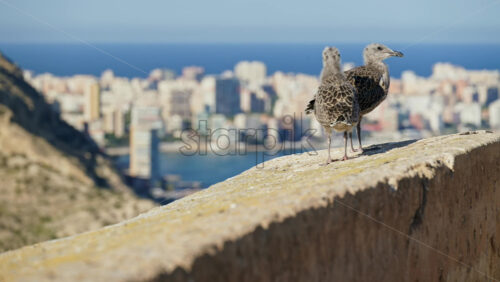 z8alicante427.mov - Starpik Stock