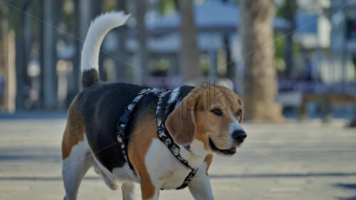 z8alicante624.mov - Starpik Stock