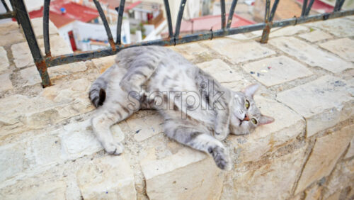 z8alicante66.mov - Starpik Stock