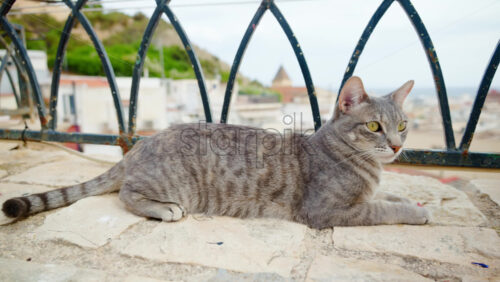 z8alicante77.mov - Starpik Stock