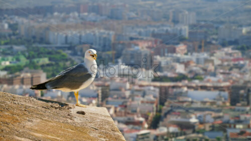 z8alicante91.mov - Starpik Stock