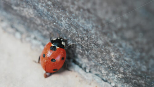 Video - Close up of ladybug crawling on rough stone surface