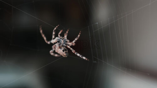 Video - Close up of a spider sitting in its web, showing intricate details of its body and fine silk threads