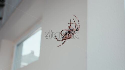 Video - Close up of a spider sitting in its web, showing intricate details of its body and fine silk threads