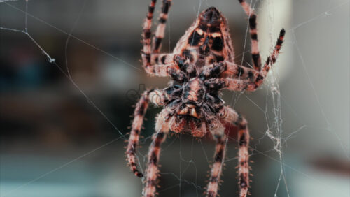 Video - Close up of a spider sitting in its web, showing intricate details of its body and fine silk threads
