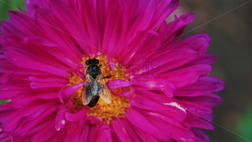Video - Vibrant close up of a bee collecting nectar on a bright pink flower in a garden