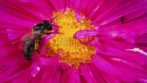 Video - Vibrant close up of a bee collecting nectar on a bright pink flower in a garden