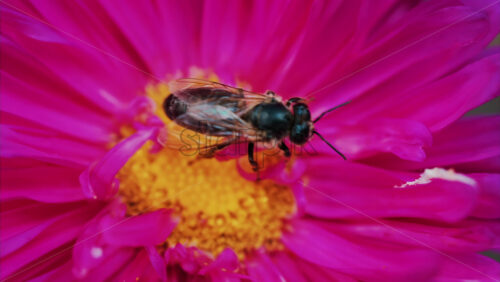 Video - Vibrant close up of a bee collecting nectar on a bright pink flower in a garden