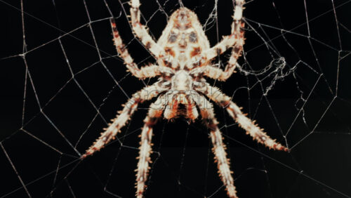 Video - Close up of a spider sitting in its web, showing intricate details of its body and fine silk threads