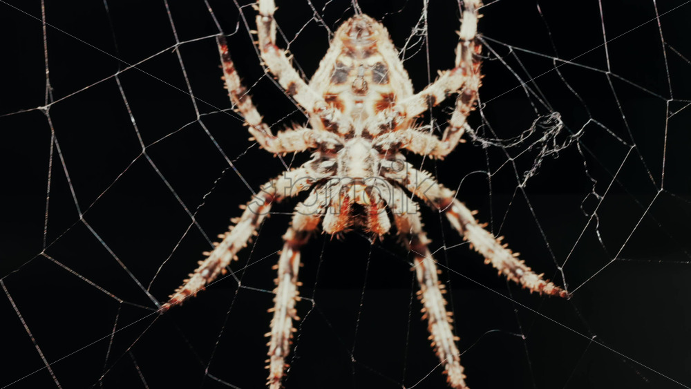 Video - Close up of a spider sitting in its web, showing intricate details of its body and fine silk threads