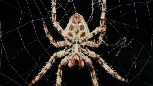 Video - Close up of a spider sitting in its web, showing intricate details of its body and fine silk threads