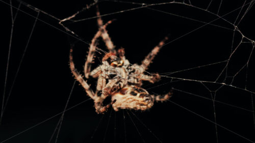 Video - Close up of a spider sitting in its web, showing intricate details of its body and fine silk threads