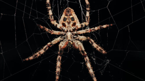 Video - Close up of a spider sitting in its web, showing intricate details of its body and fine silk threads