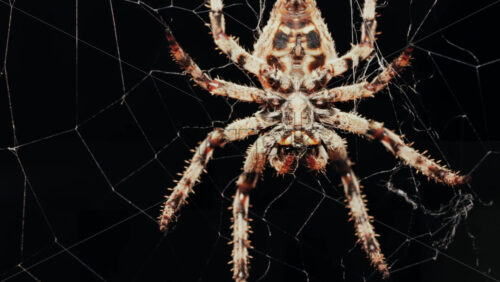 Video - Close up of a spider sitting in its web, showing intricate details of its body and fine silk threads