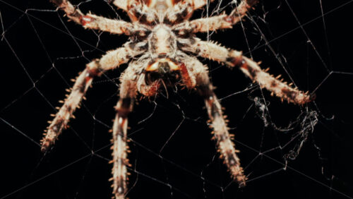 Video - Close up of a spider sitting in its web, showing intricate details of its body and fine silk threads