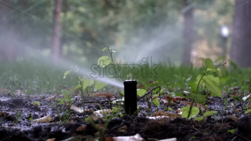 Video - Close up of a garden sprinkler watering fresh green plants