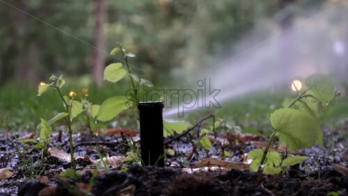 Video - Close up of a garden sprinkler watering fresh green plants