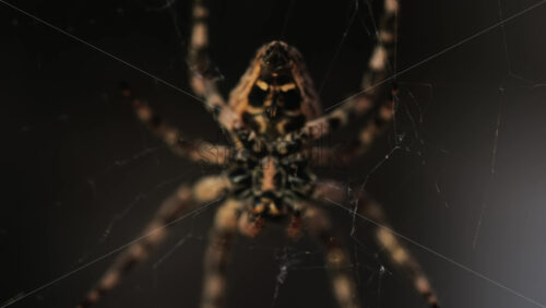 Video - Close up of a spider sitting in its web, showing intricate details of its body and fine silk threads