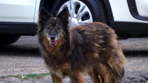 Video - Close up of a stray fluffy brown dog looking at the camera outdoors