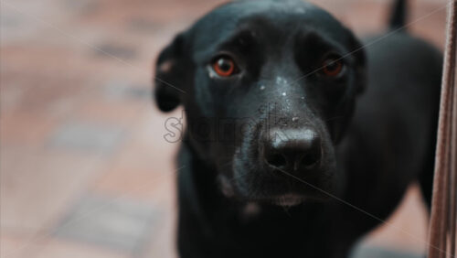 Video - Close up of a black dog's expressive eyes and face