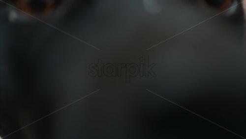 Video - Close up of a black dog's expressive eyes and face