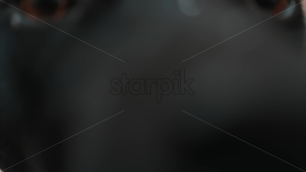 Video - Close up of a black dog's expressive eyes and face