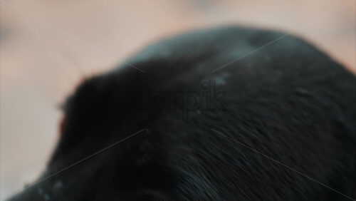 Video - Close up of a black dog's expressive eyes and face