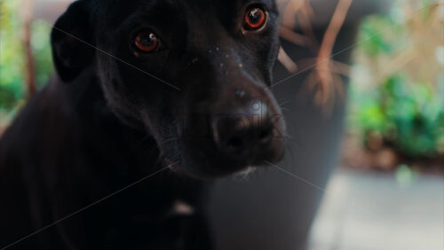 Video - Close up of a black dog's expressive eyes and face