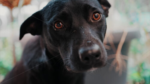 Video - Close up of a black dog's expressive eyes and face