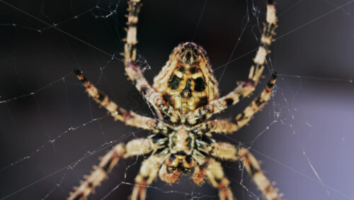 Video - Close up of a spider sitting in its web, showing intricate details of its body and fine silk threads