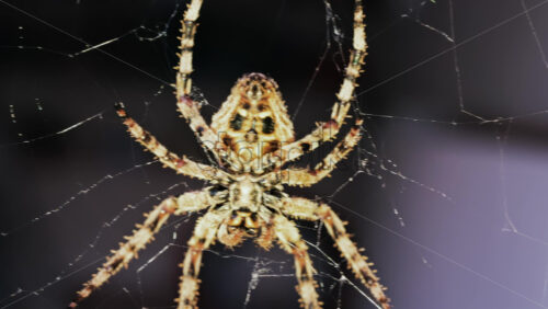 Video - Close up of a spider sitting in its web, showing intricate details of its body and fine silk threads