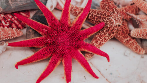 Video - Close up of a variety of decorative seashells and bright starfish on display