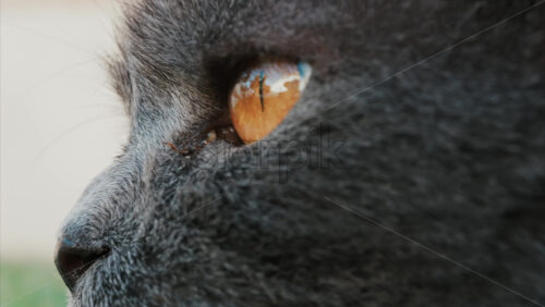 Video - Close up of the intense orange eyes of a grey British Shorthair cat