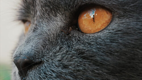 Video - Close up of the intense orange eyes of a grey British Shorthair cat