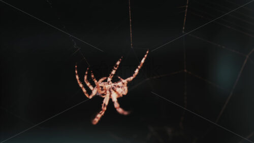 Video - Close up of a spider sitting in its web, showing intricate details of its body and fine silk threads
