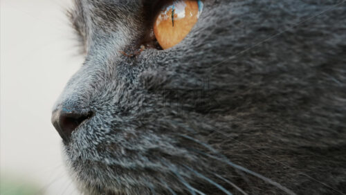 Video - Close up of the intense orange eyes of a grey British Shorthair cat