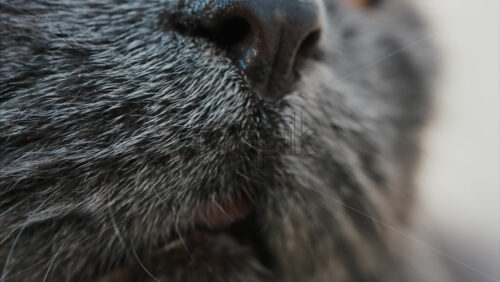 Video - Close up of the intense orange eyes of a grey British Shorthair cat