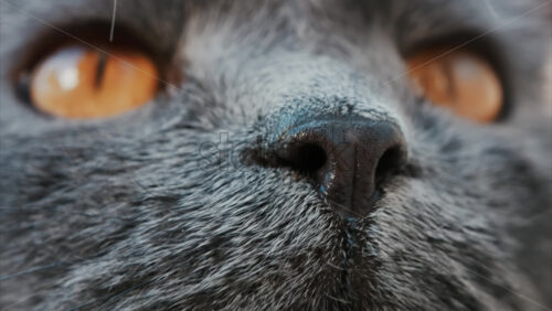 Video - Close up of the intense orange eyes of a grey British Shorthair cat