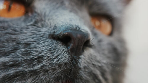 Video - Close up of the intense orange eyes of a grey British Shorthair cat