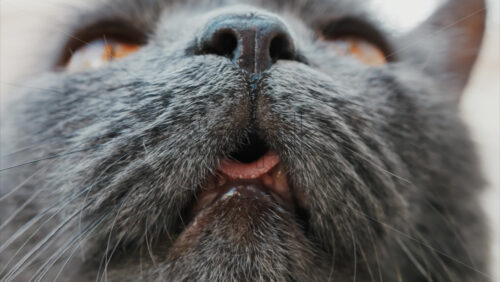 Video - Close up of a cat's open mouth, whiskers, and nose details