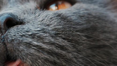 Video - Close up of a cat's open mouth, whiskers, and nose details