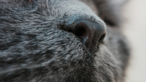 Video - Close up of a cat's nose details and whiskers