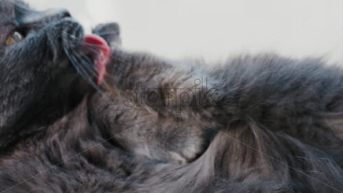 Video - Close up of the intense orange eyes of a grey British Shorthair cat