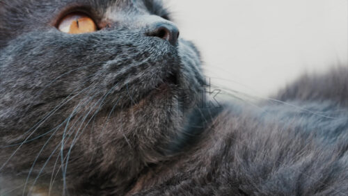 Video - Close up of the intense orange eyes of a grey British Shorthair cat