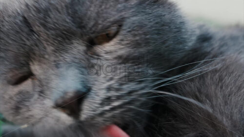 Video - Relaxed grey British Shorthair cat resting on green grass under soft daylight