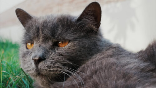 Video - Relaxed grey British Shorthair cat resting on green grass under soft daylight