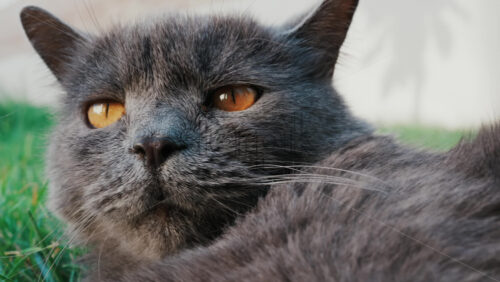 Video - Relaxed grey British Shorthair cat resting on green grass under soft daylight