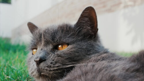 Video - Relaxed grey British Shorthair cat resting on green grass under soft daylight